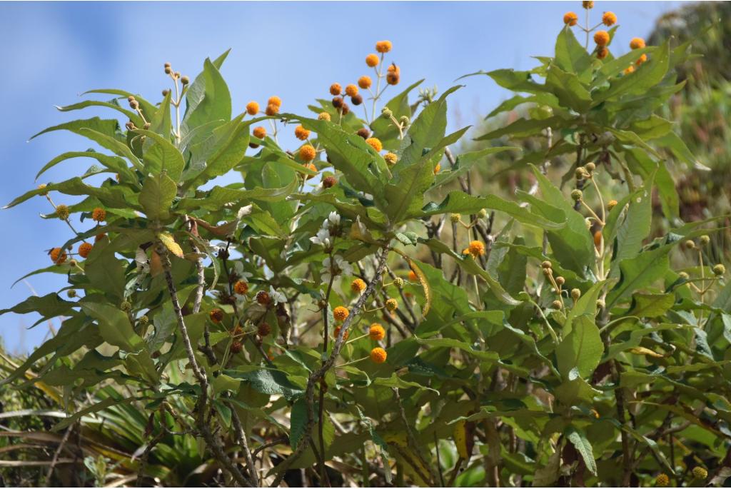 Oranje ballenboom