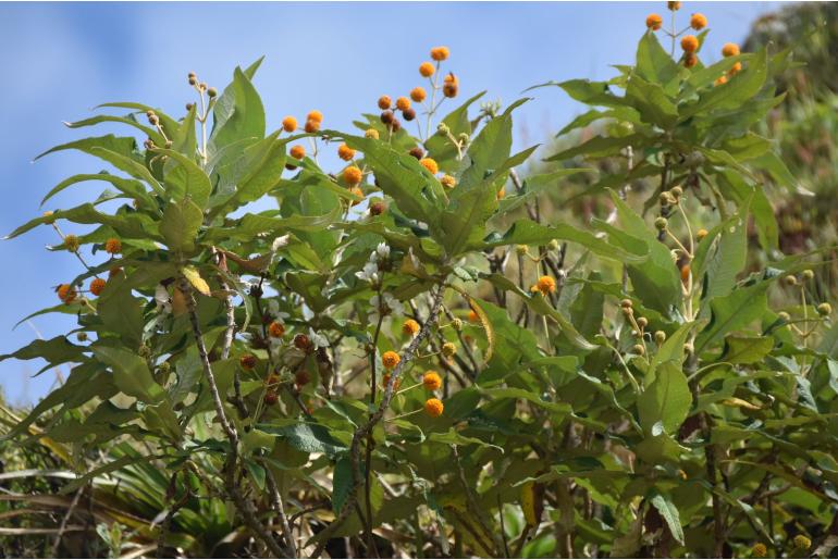 Buddleja globosa -3049