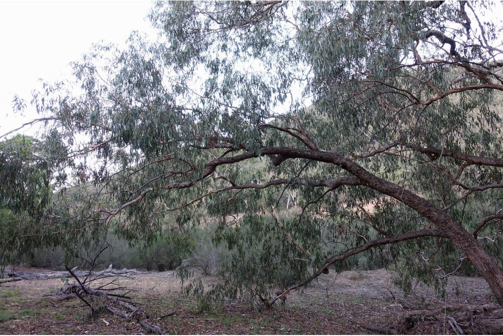 Bridges Eucalyptus