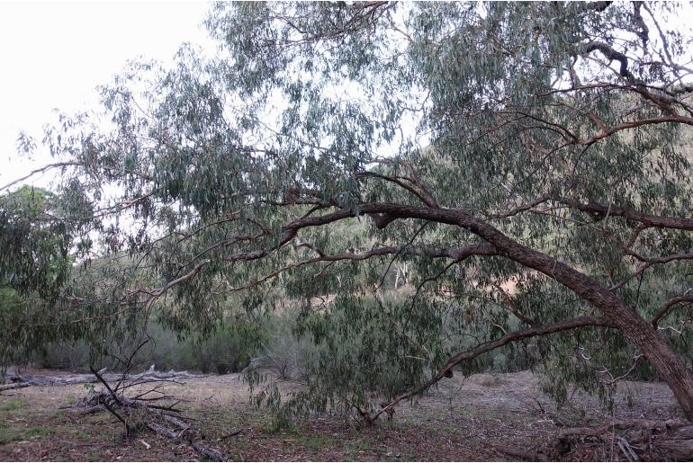 Eucalyptus bridgesiana -3052