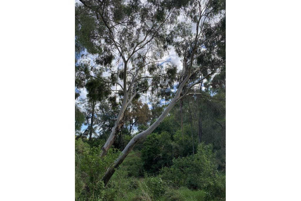 Rivier Eucalyptus