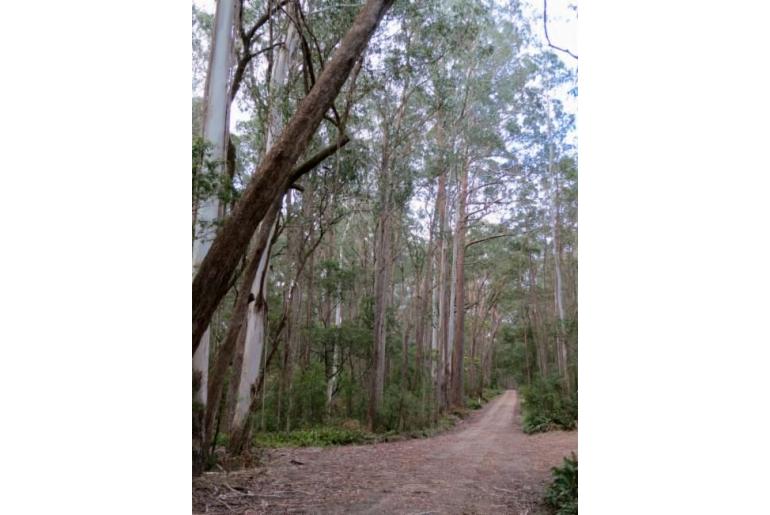 Eucalyptus fastigata -3057