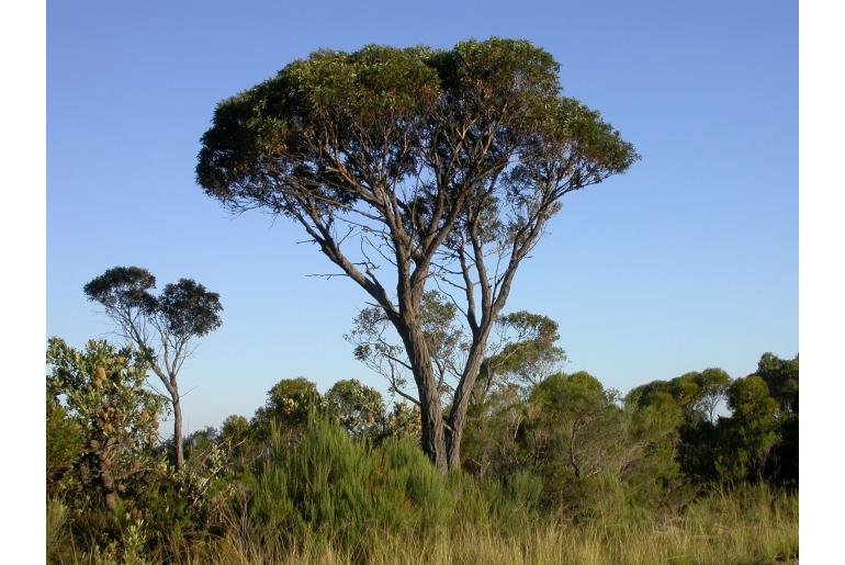 Eucalyptus ligustrina -3059