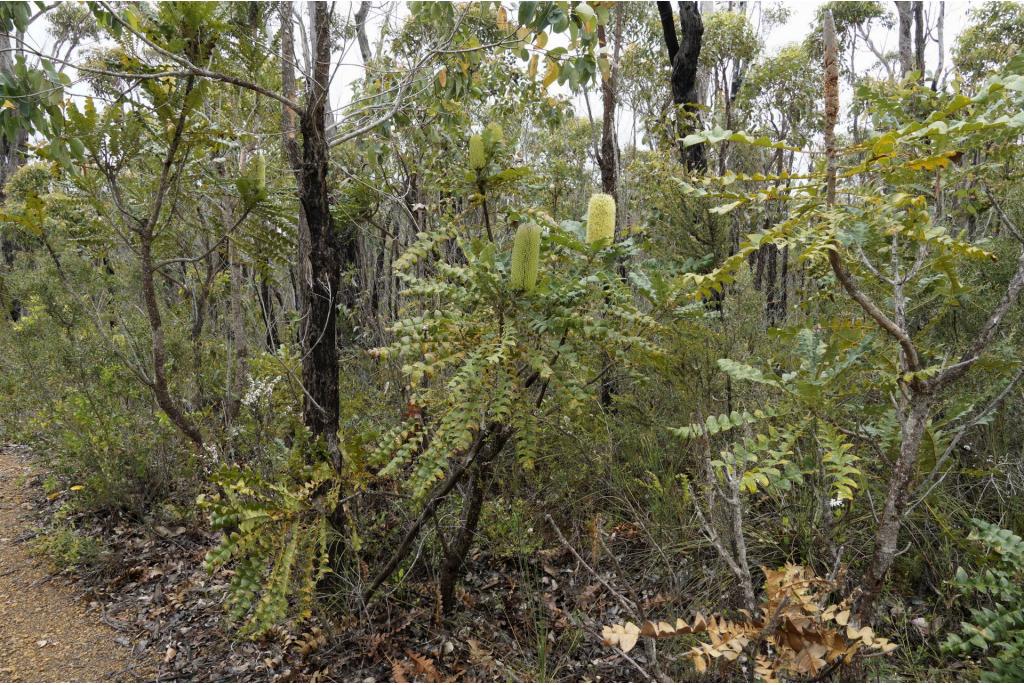 Stierenbanksia