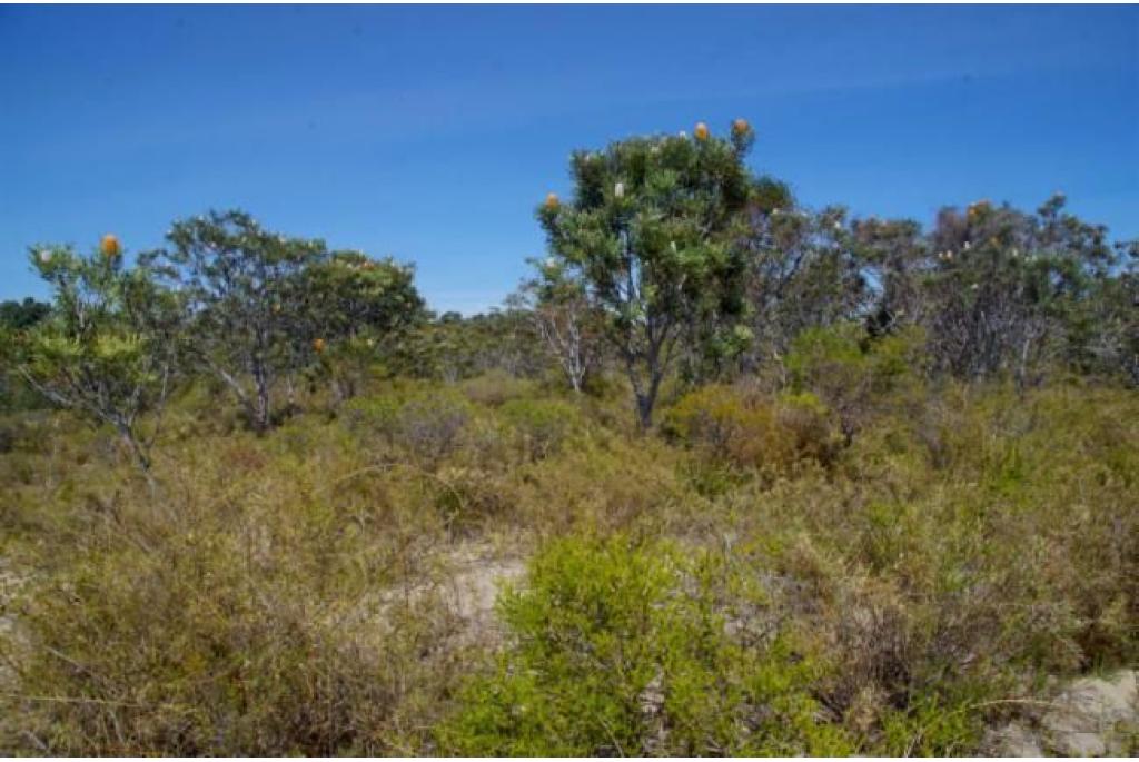 Eikel banksia