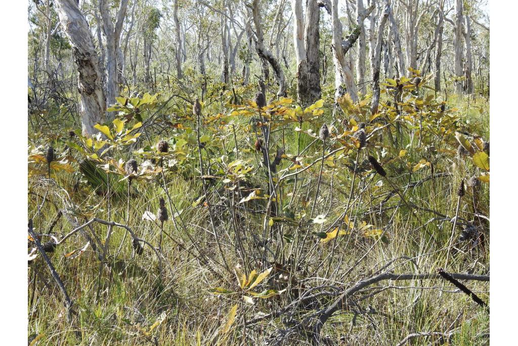 Moeras banksia