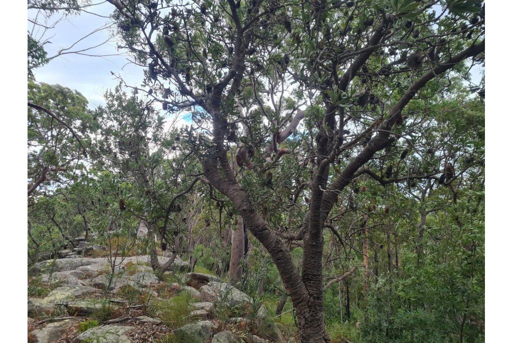 Banksia met gezaagde bladeren