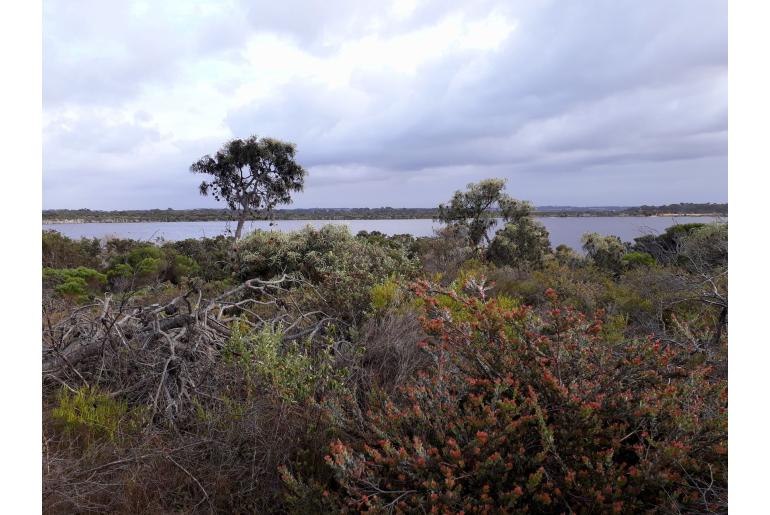 Banksia speciosa -3069