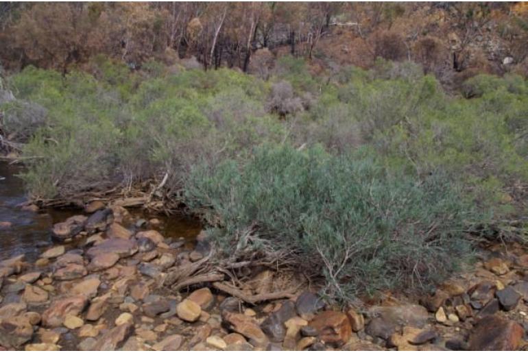 Melaleuca phoenicea -3070