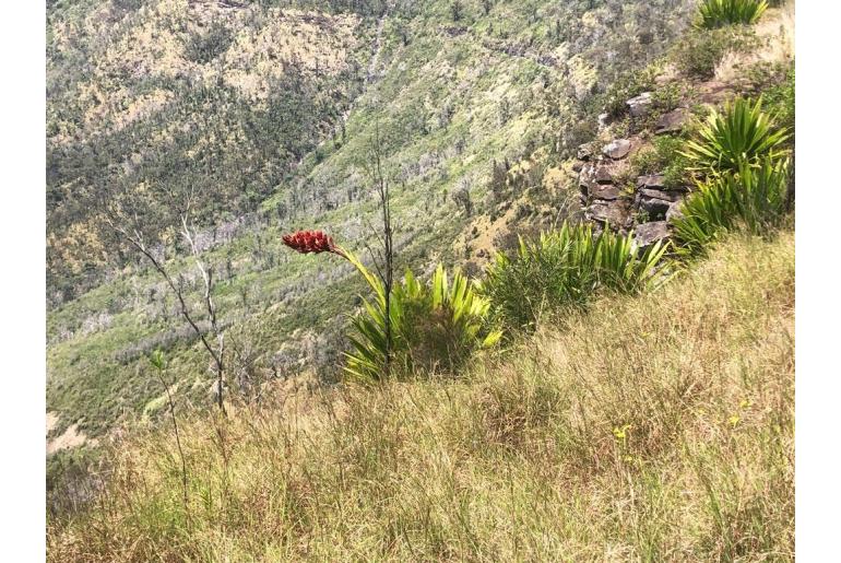 Doryanthes palmeri -3075