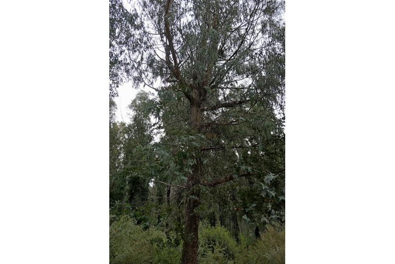 Eucalyptus kartzoffiana -3079