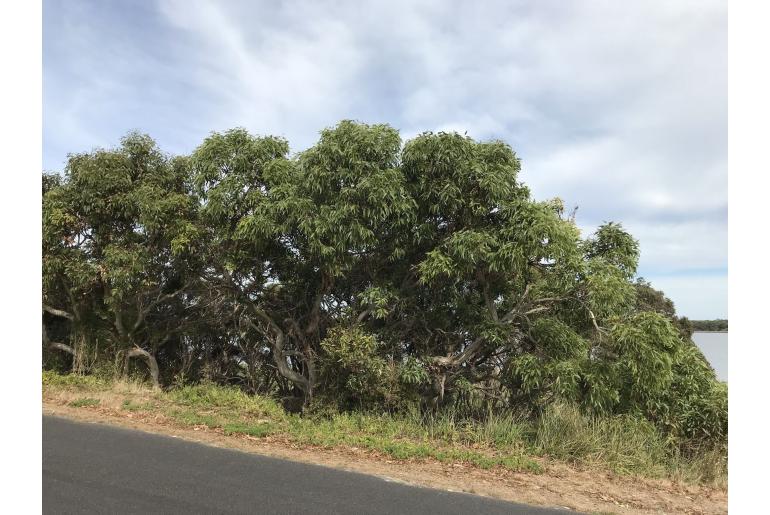 Eucalyptus leucoxylon ssp megalocarpa -3083