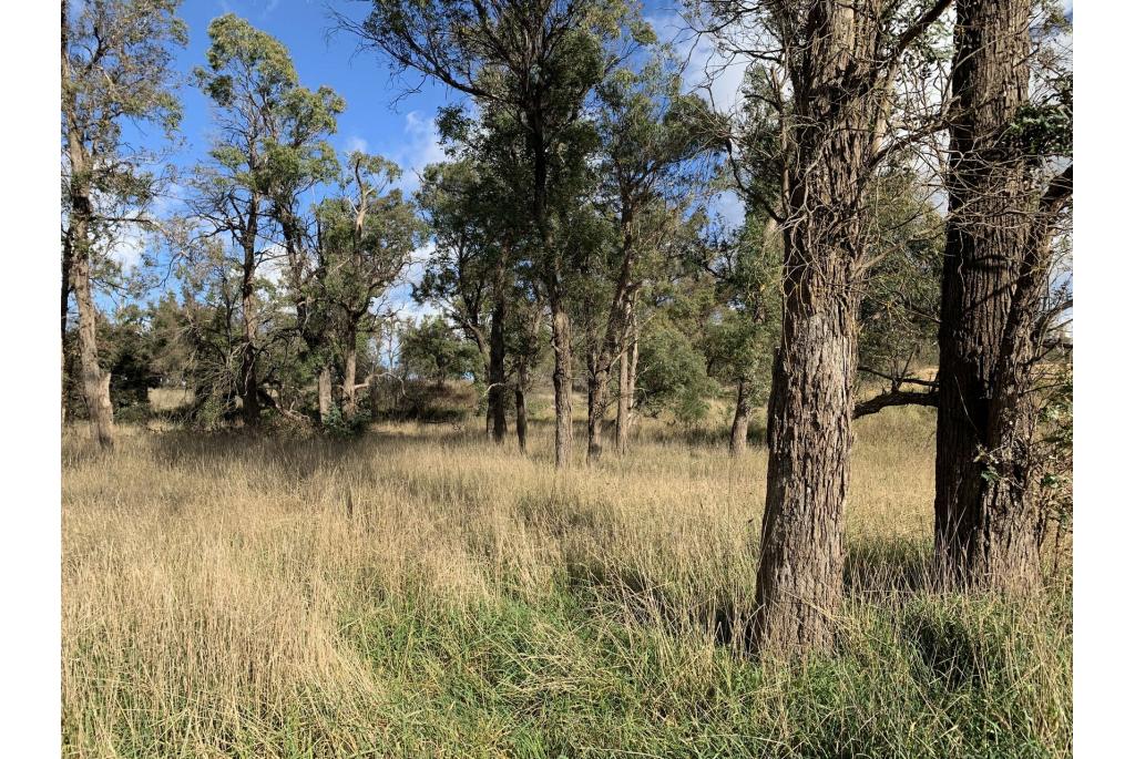 MacArthur's Eucalyptus