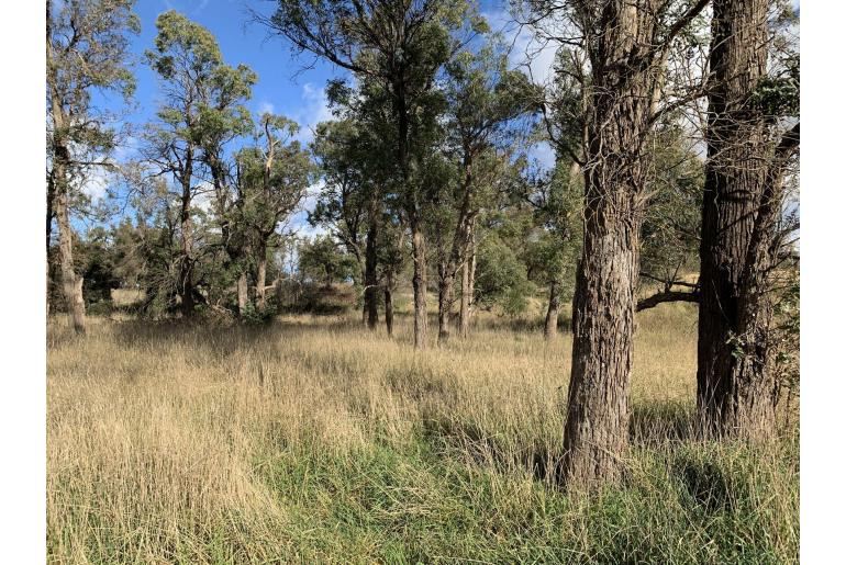 Eucalyptus macarthurii -3084