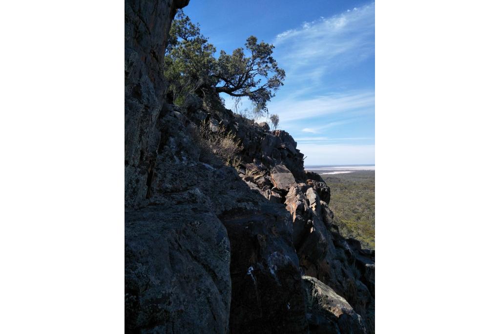 Yilgarn banksia