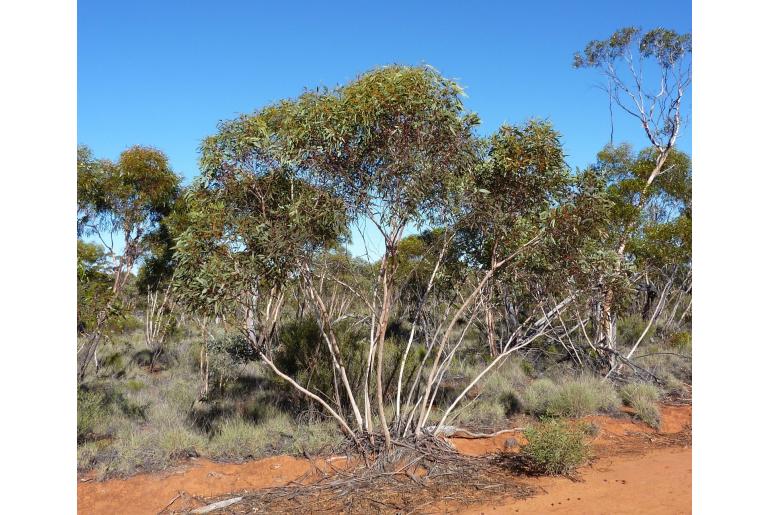 Eucalyptus cyclostoma -3089