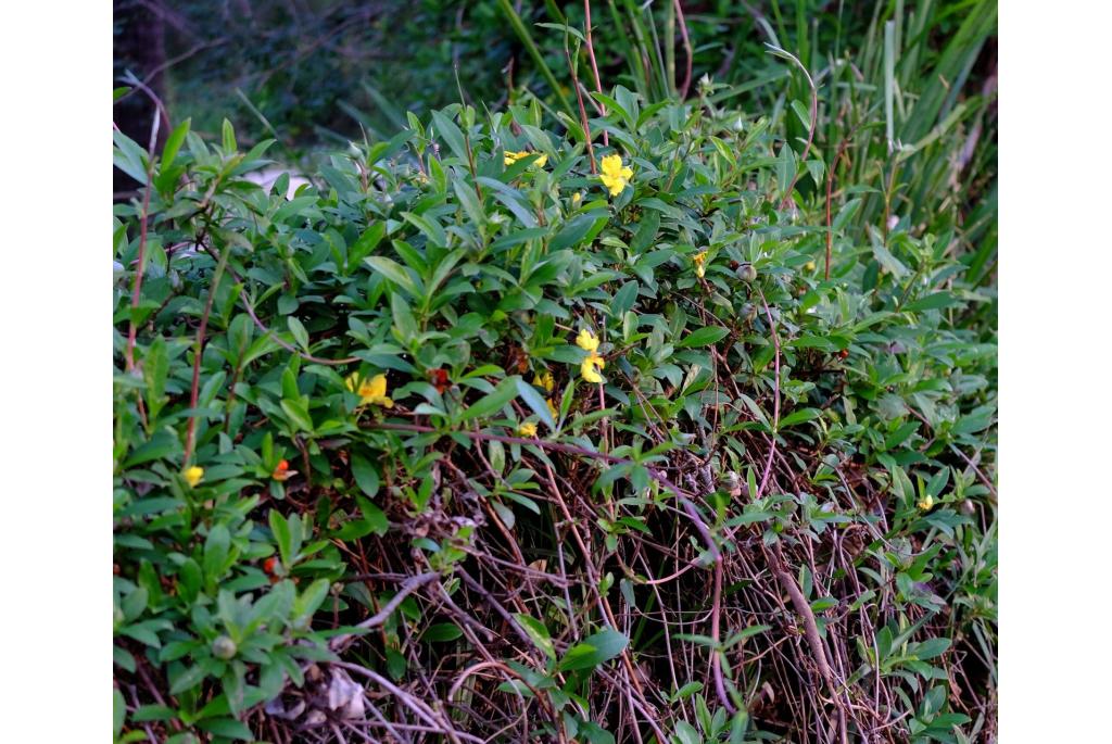 Klimmende hibbertia