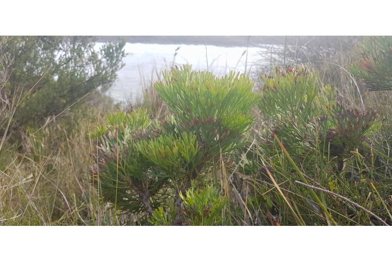 Isopogon anemonifolius -3095