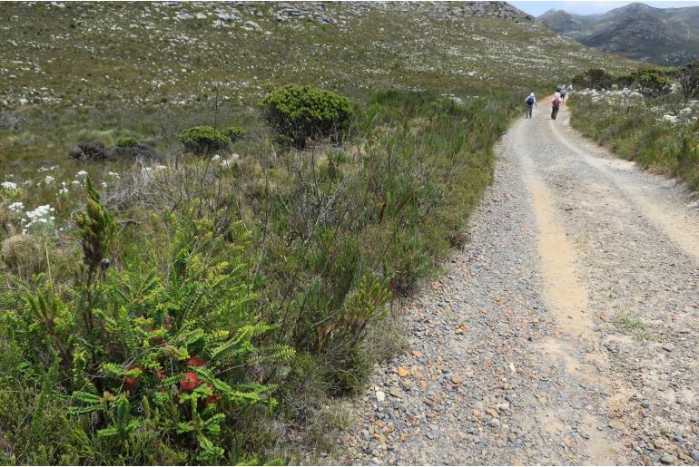 Melaleuca hypericifolia -3097