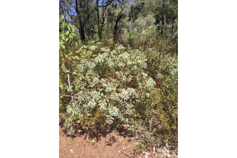 Grevillea bipinnatifida -3103