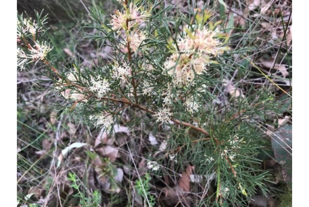 Grevillea met gebogen lobben