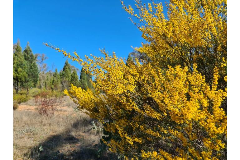 Acacia pilligaensis -3110