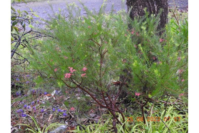 Grevillea rosmarinifolia -3112