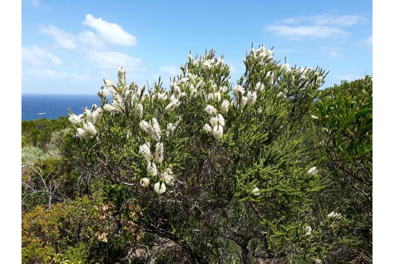 Melaleuca huegelii -3115