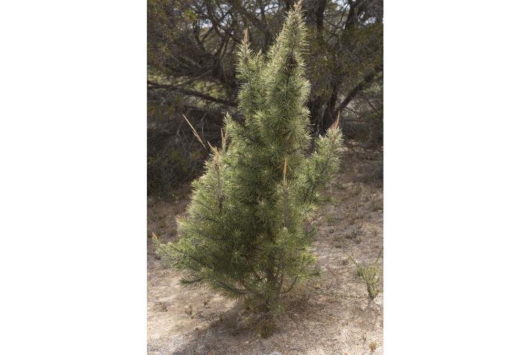 Allocasuarina pinaster -3117