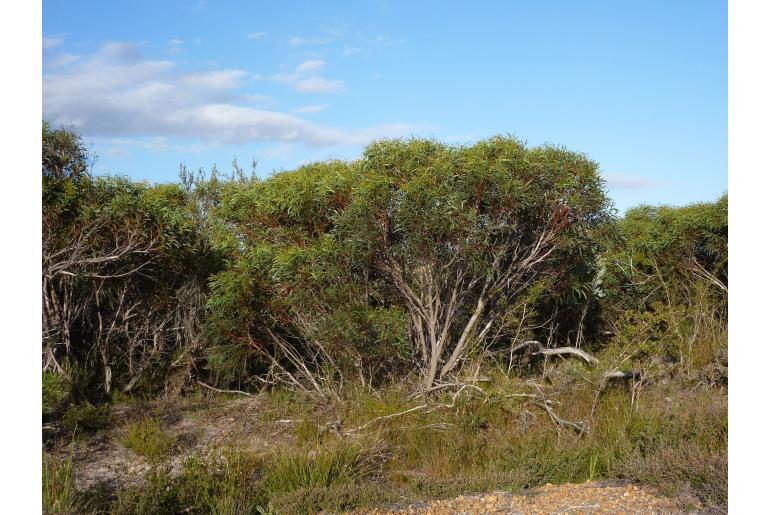 Eucalyptus x erectifolia -3134