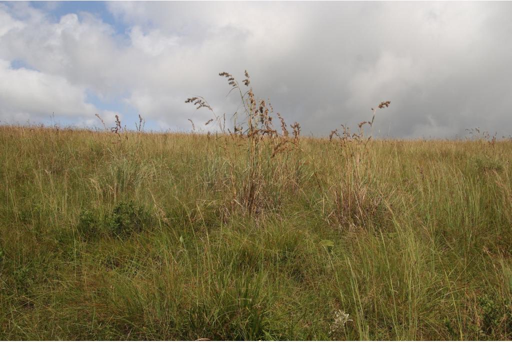 Gigantisch terpentijngras