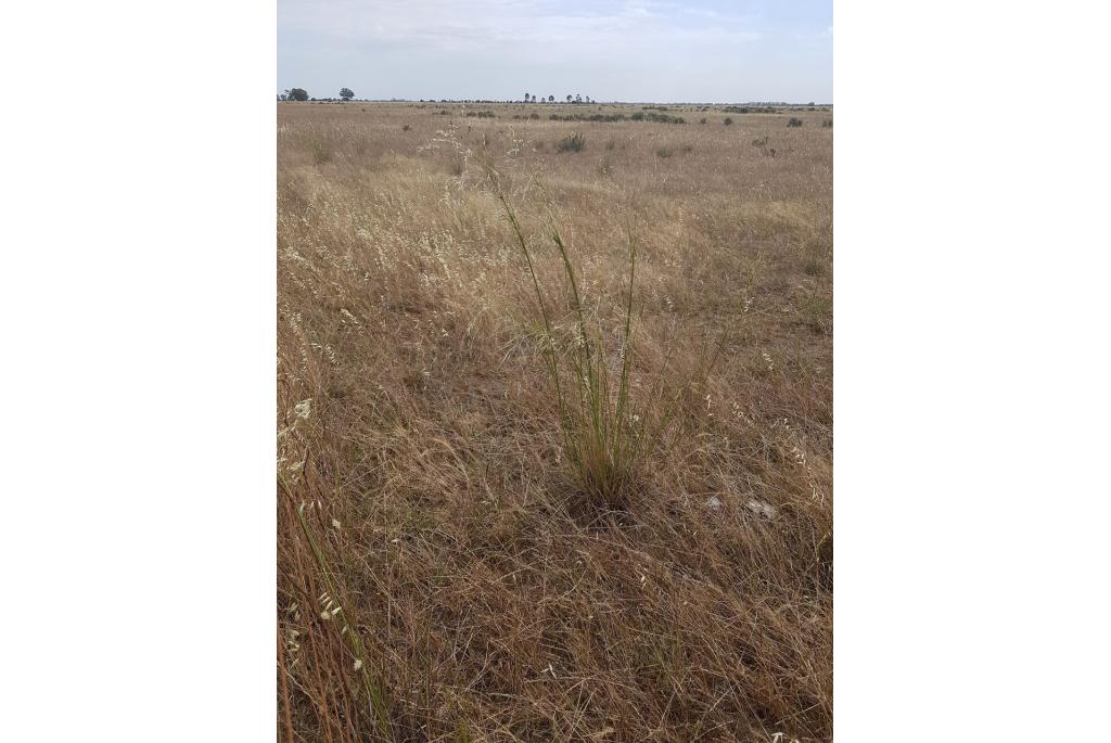 Lange austrostipa