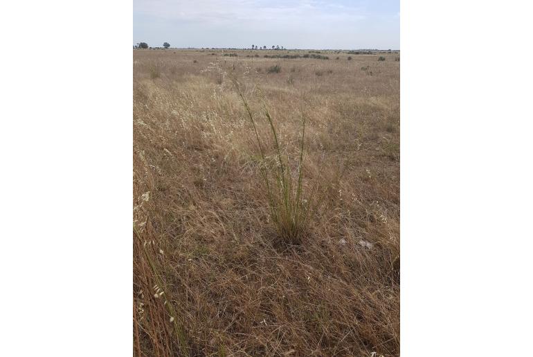 Austrostipa bigeniculata -3149