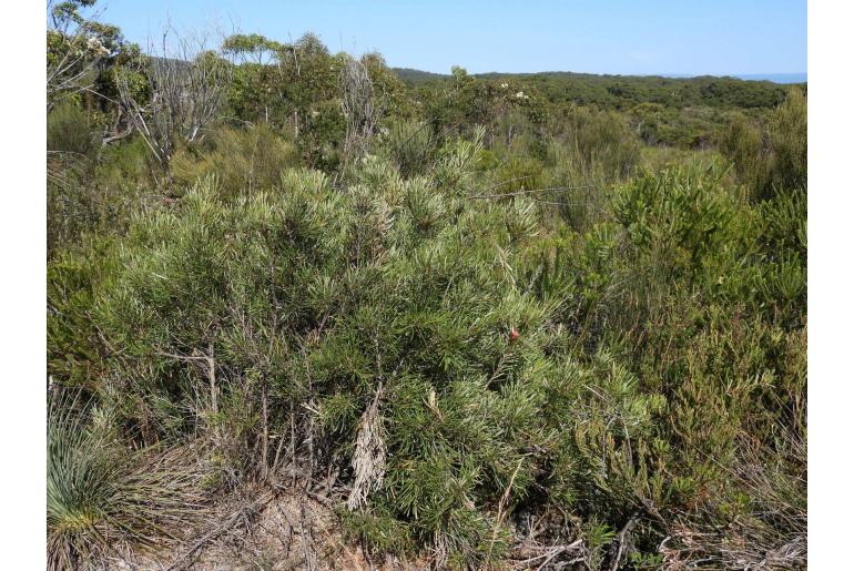 Lambertia formosa -3150