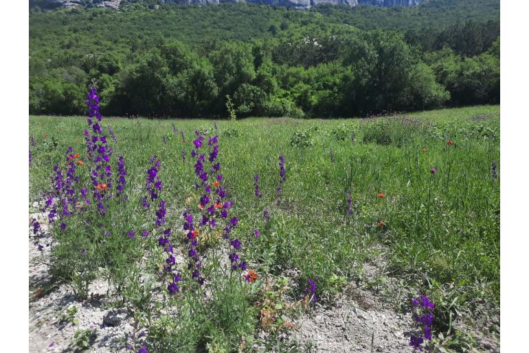 Delphinium hispanicum -3156