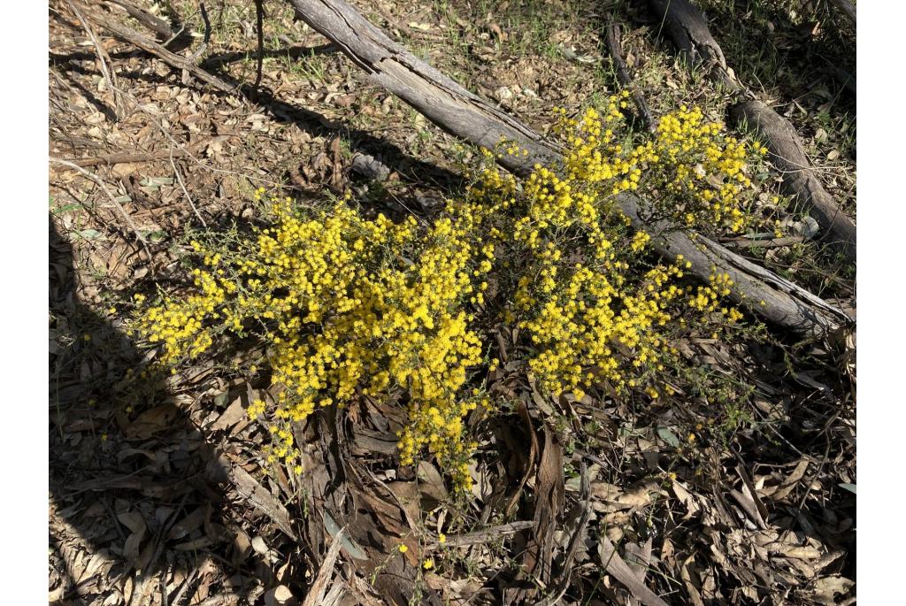 Gloeiende acacia