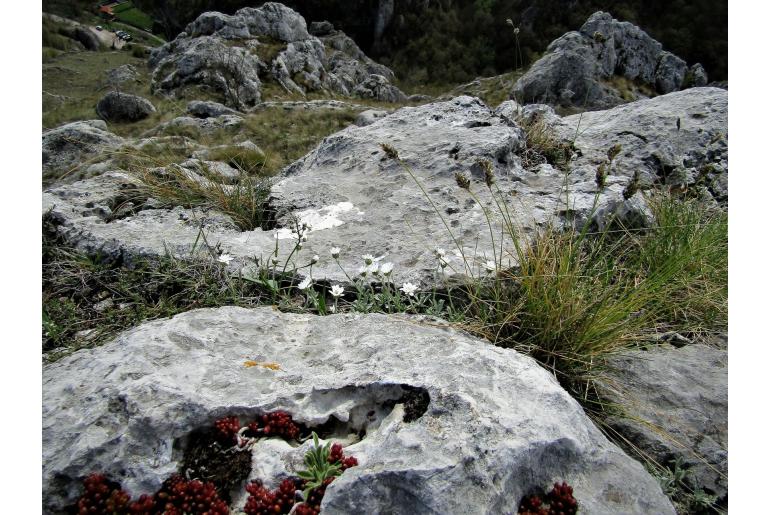 Achillea ageratifolia ssp serbica -3164