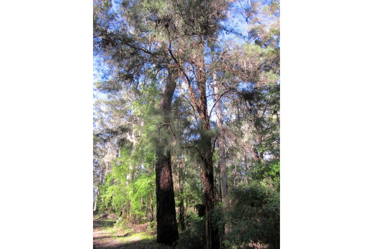 Allocasuarina decussata -3171