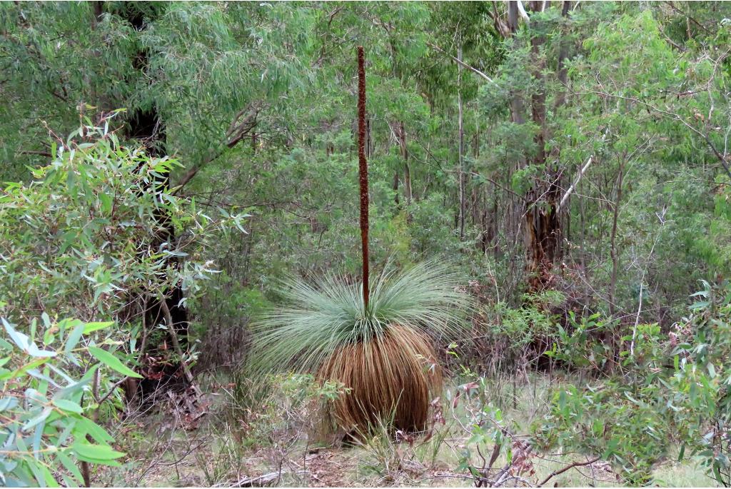 Queensland grasboom