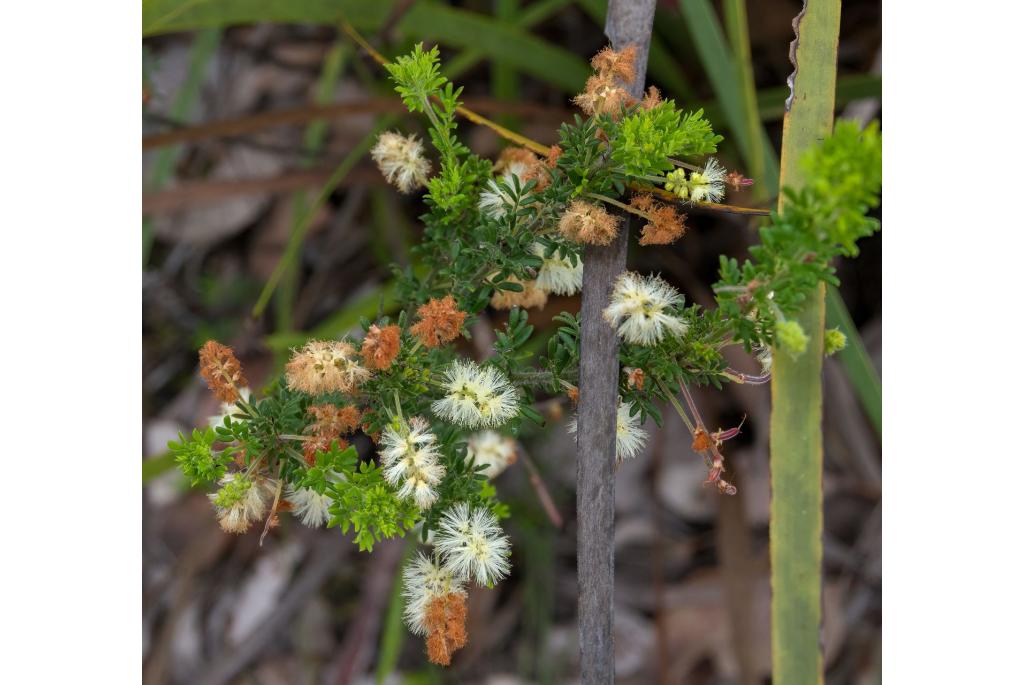 Variabele acacia