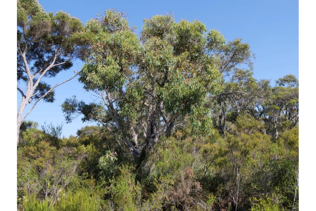 Swan River Eucalyptus