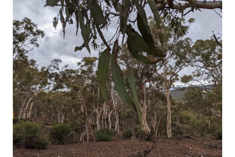 Eucalyptus wandoo -3198