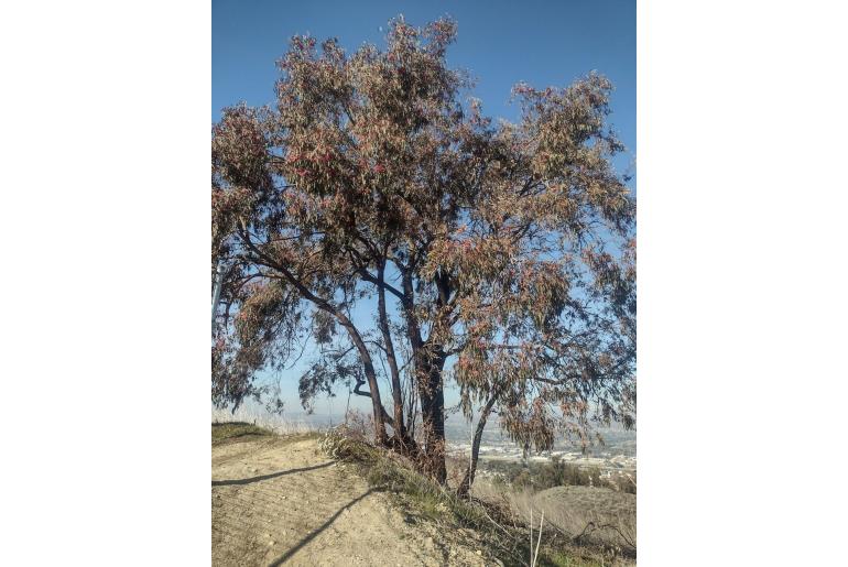 Eucalyptus sideroxylon -3199