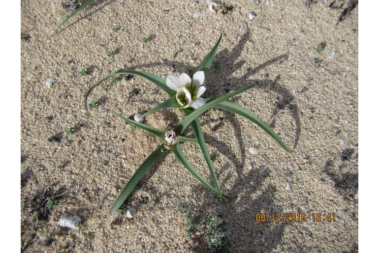 Colchicum psammophilum -3200