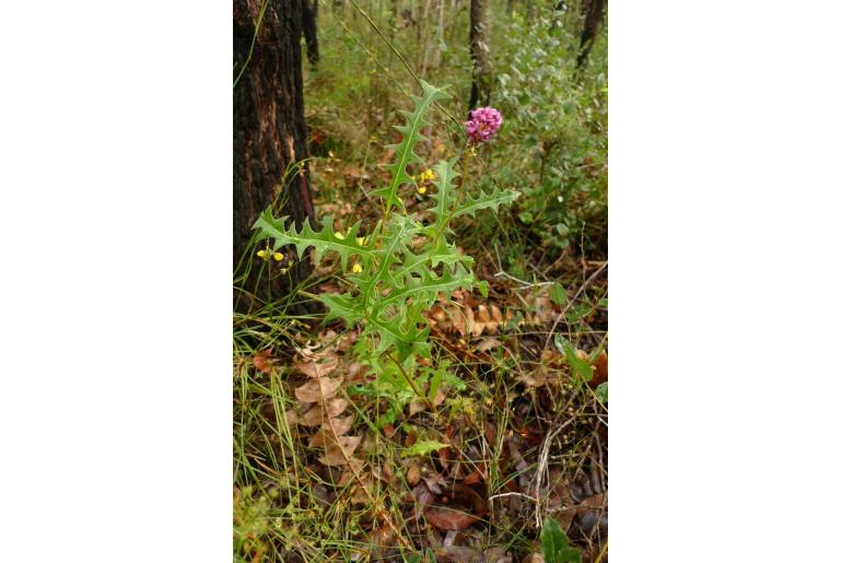 Grevillea quercifolia -3207