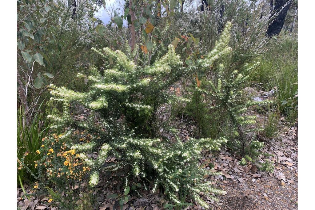 Grevillea met drie kloven