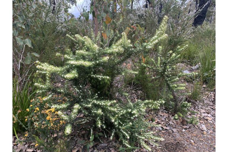 Grevillea trifida -3208