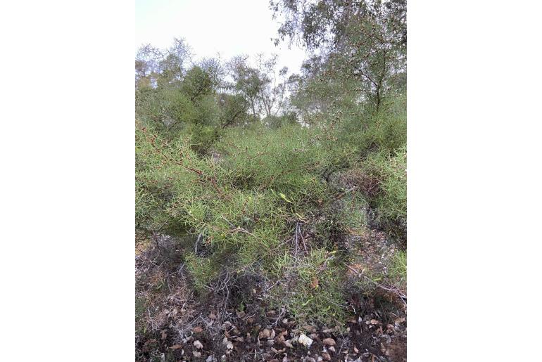 Hakea trifurcata -3213