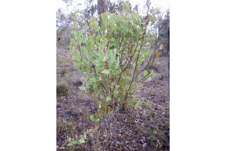 Hakea undulata -3214