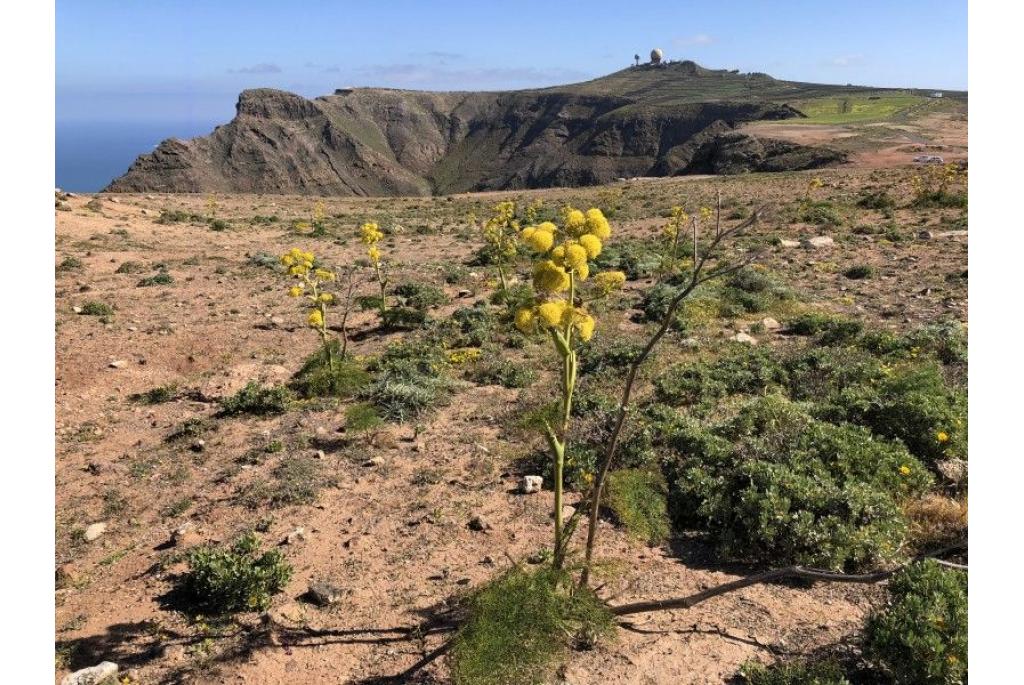 Lanzarote venkel